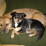 More Dogs