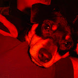 Red Dogs at Night