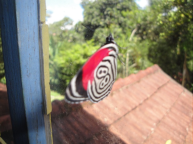 [borboleta 88 001[4].jpg]