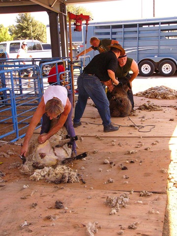 [shearing-contest[5].jpg]