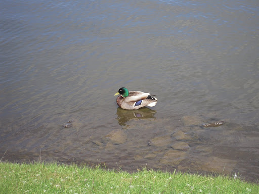 A duck. It seemed pretty docile.
