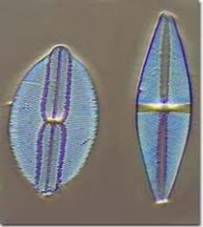 Diatoms-grass-of-sea Diatoms-grass-of-sea