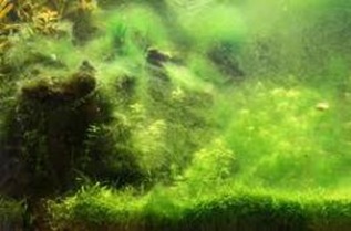 Algae-children-of-sea Algae-children-of-sea