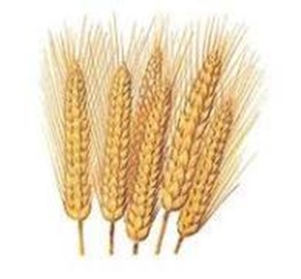 Wheat-triticum Wheat-triticum