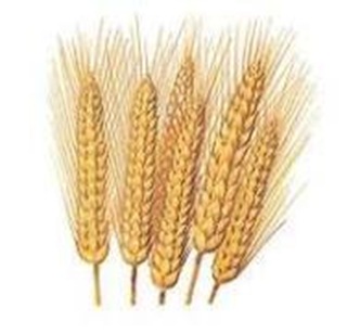 Wheat-triticum