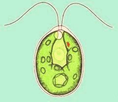 Chalamydomonas (Green alga) Chalamydomonas (Green alga)