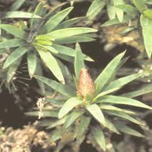 Dawsonia-largest-bryophyte