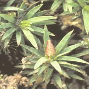 Dawsonia-largest-bryophyte Dawsonia-largest-bryophyte