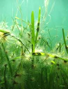 zostera-marine-angiosperm zostera-marine-angiosperm