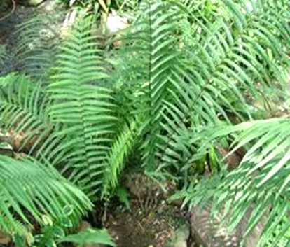 Pteris-sun-fern