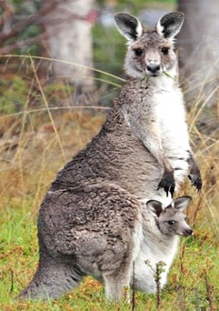 Kangaroo-australia-national-animal Kangaroo-australia-national-animal