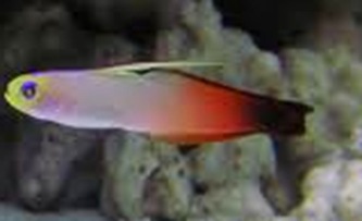 Goby-smallest-marinefish