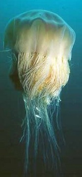 [Cyanea-largest-jellyfish[7].jpg]