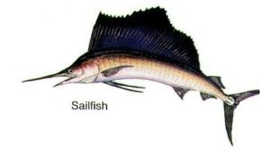 fastest-Sail-fish fastest-Sail-fish