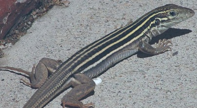 Cnemidophorus_uniparens_fastest-reptile Cnemidophorus_uniparens_fastest-reptile