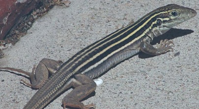 Cnemidophorus_uniparens_fastest-reptile