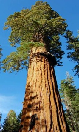 Sequoiadendron_Giganteum_talest_tree