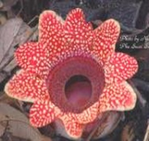 Sapria-largest-indian-flower