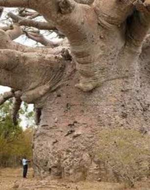 Taxodium-large-diameter-tree