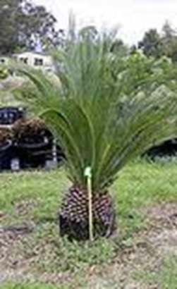 Macrozamia-maximum-spreading-tree