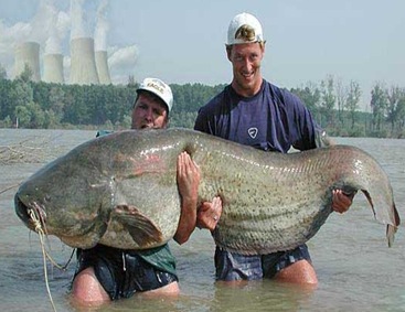 Ichthyology-bigfish
