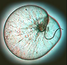 bioluminescence-noctiluca bioluminescence-noctiluca