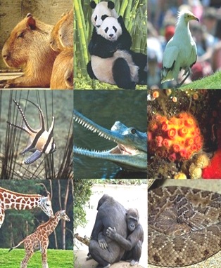 threatened-Endangered-Animals1