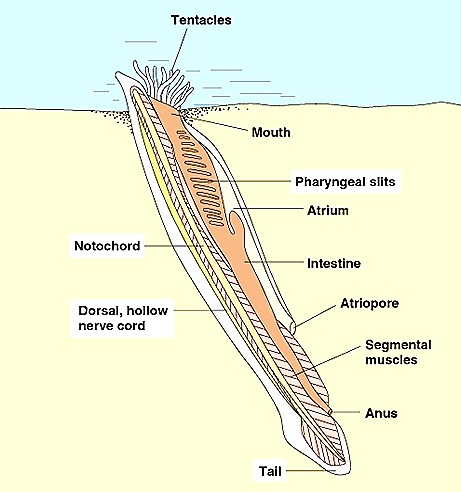 Amphioxus-1 Amphioxus-1