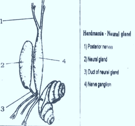 Herdmania-Excretion-nuralgland