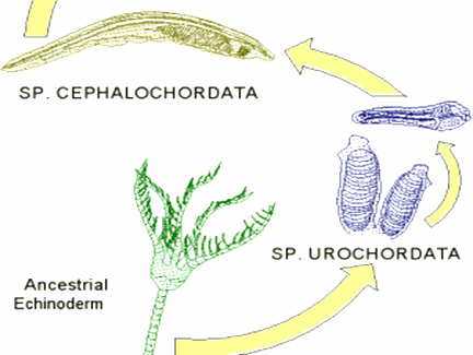 chordate-origin