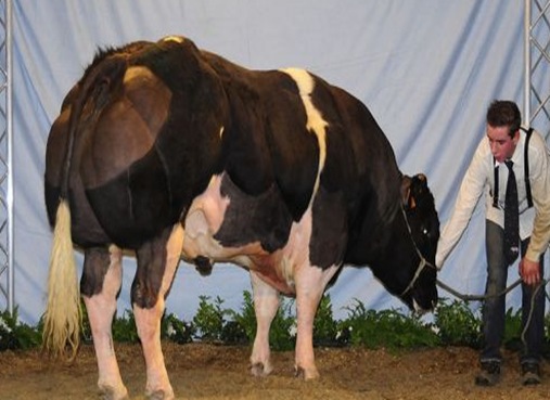 animal-breeding-mutation-cattle