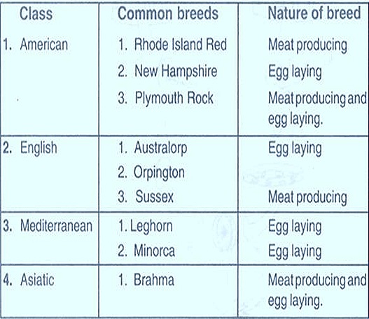 rooster-breeds-poultry