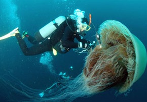 [largest-jelly-fish[7].jpg]