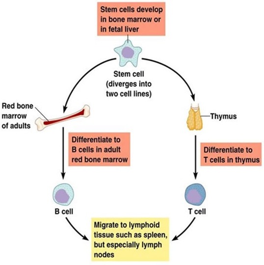 lymphocytes-b-cells-t-cells