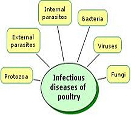 poultry-diseases