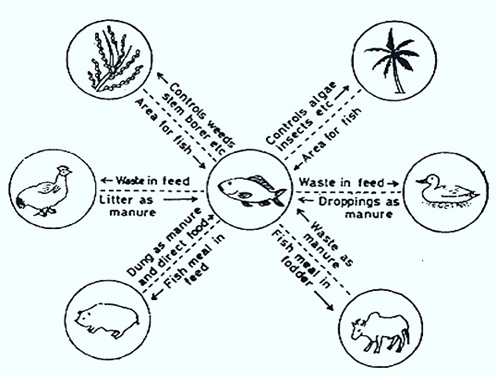 Integrated-fish-culture