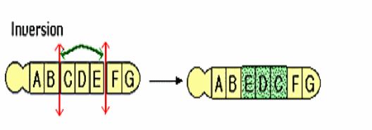 inversion-chromosomes