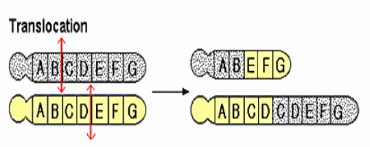 translocation-chromosomes