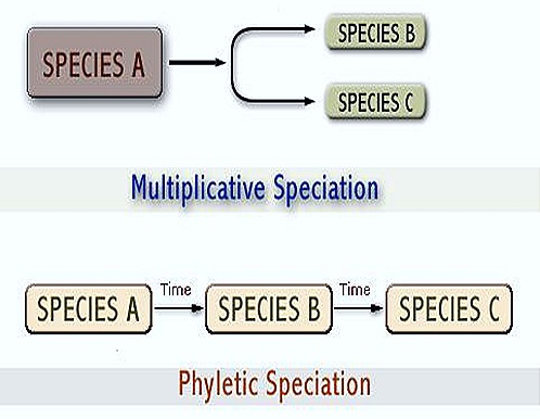 Phyletic-Quantum-speciation