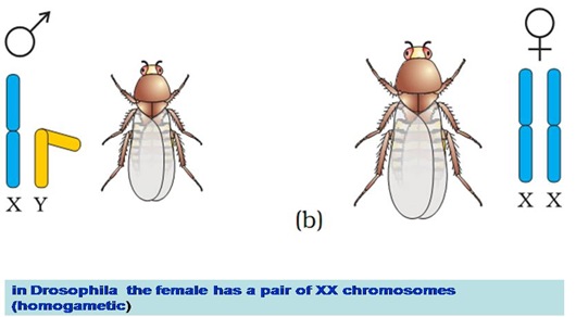 Sex-Determination-Drosophila