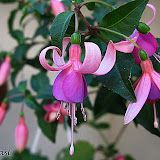 Fuchsia%20-%20%27maria%20landy%27%2009%20-1%20copy