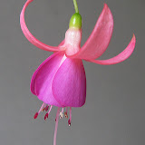 Fuchsia%20-%20%27maria%20landy%27%202007%2012%2017%20-2%20copy