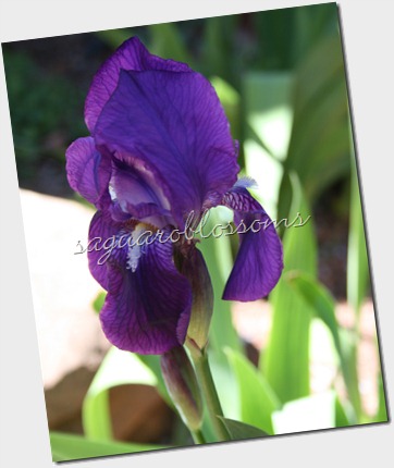 iris 8x10 iris 8x10