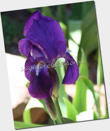 iris 8x10