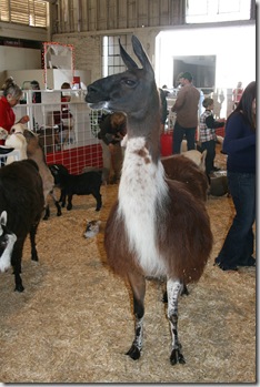 IMG_4086 IMG_4086