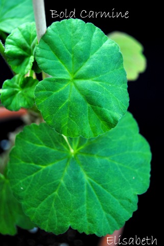 [pelargonium 010[3].jpg]