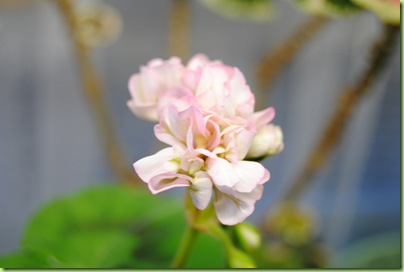 pelargoner april -10 022