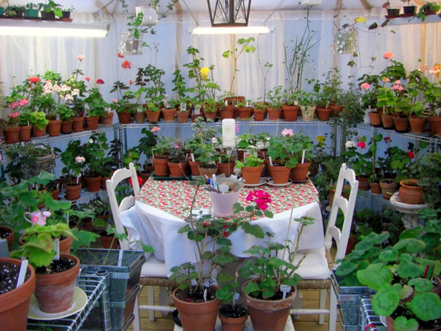 [Blomster og drivhus mai 09 005[3].jpg]