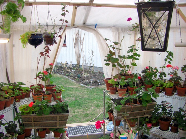 [Blomster og drivhus mai 09 012[3].jpg]
