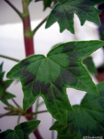 [Pelargoner 09 033[6].jpg]